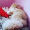 Ищу  персидскую кошку для  вязки
