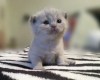 котята Scottish-fold