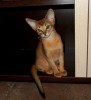Абиссинские котята