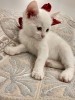 Продам белого котенка