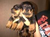 ПРОДАЮТСЯ ЩЕНКИ РОТВЕЙЛЕРА