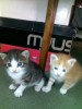 отдам котят в добрые руки!