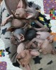 котята Сфинкс