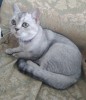 Ищу кошку породы шиншилла для вязки