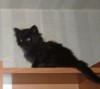 Продается породистый котенок срочно