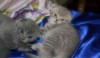 Шотландские вислоухие котята