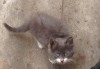 Отдам котёнка в добрые руки!