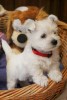 WEST Highland White Terrier
