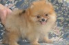 Mini Pomeran ?pis