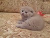 Scottish Fold