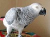Попугай породы Жако