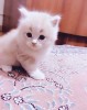 Персидские котята